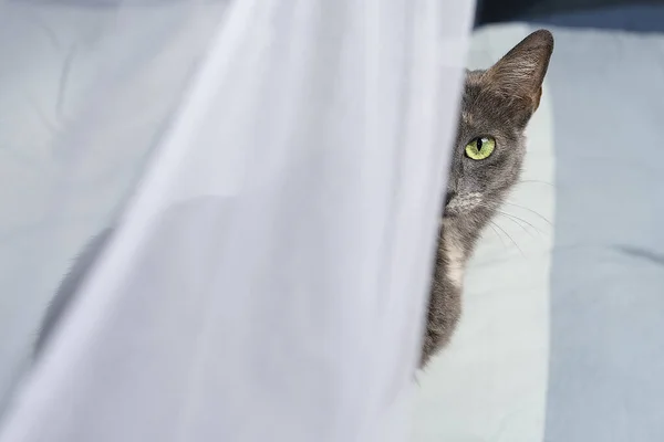 Liten Flerfärgad Rysk Blå Katt Som Sitter Säng Ett Myggnät — Stockfoto