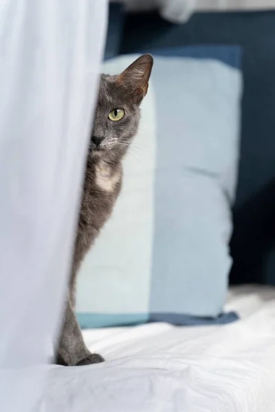 Een Kleine Veelkleurige Russische Blauwe Kat Zittend Een Bed Onder — Stockfoto