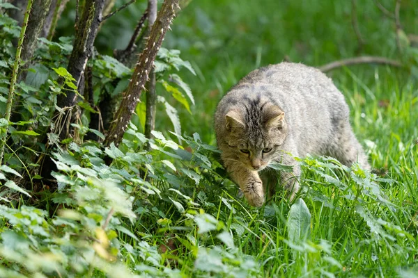 Європейська Дика Кішка Felis Silvestris Silvestris Лісі Восени Сонце Насолоджується — стокове фото