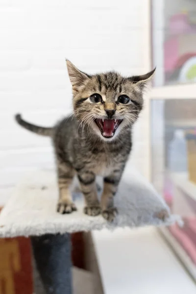 Cute Little Grey Striped Young Cat Kitten Meowing Camera — Stock Photo, Image