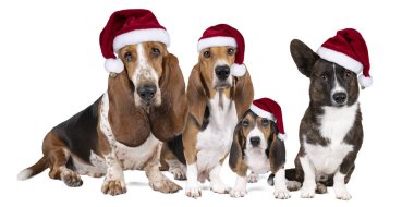 Bir köpek ailesi ya da bir paket Fransız basset artesien normand ve köpek yavrusu bir basset av köpeği ve bir Galli Corgi beyaz üzerinde izole edilmiş noel şapkaları ile ayakta duruyor
