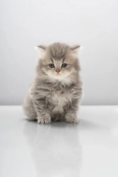 Маленький Сірий Британський Кошеня Shorthair Сидить Білому Фоні — стокове фото