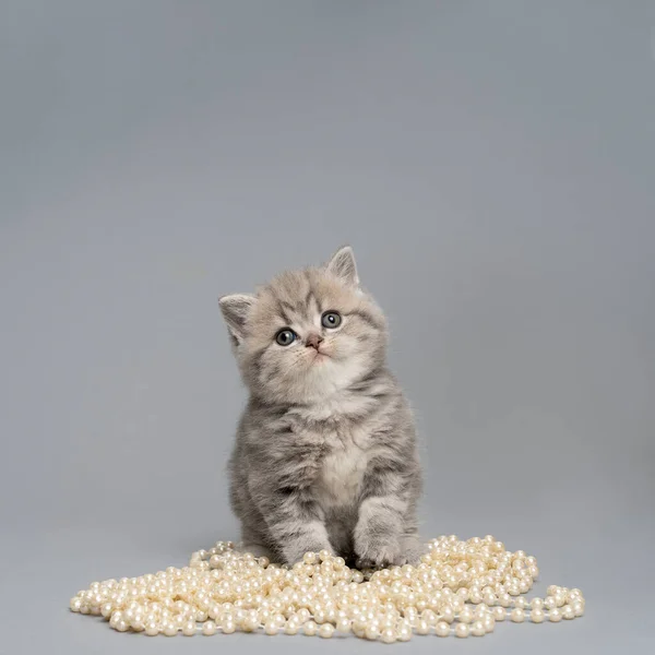 Small Grey British Shorthair Kitten Sitting Pearl Necklace Grey Background — Fotografia de Stock