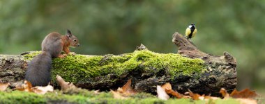 An Erasian Red Squirrel - Sciurus vulgaris - and Great Tit bird - Parus major - in a forest eating and drinking