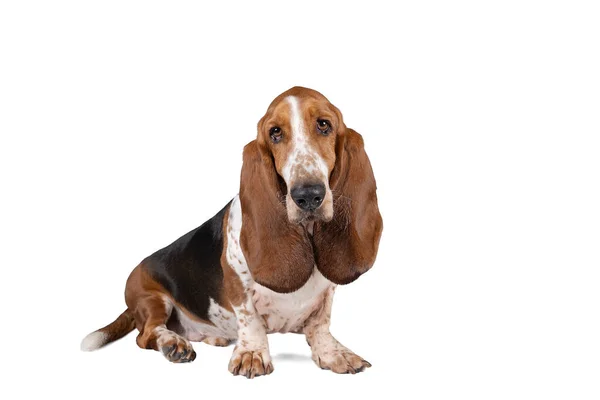 English Basset Hound Sitting Seen Front Isolated White Background — Fotografia de Stock