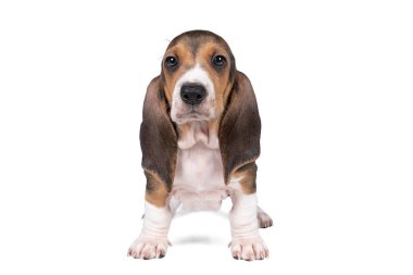 Fransız basset artisien Normand puppy beyaz bir arka planda tek başına duruyor.