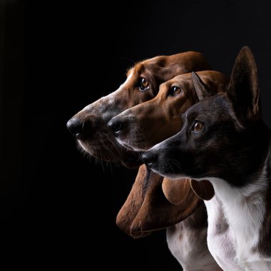 Fransız basset artesien normand, İngiliz basset tazısı ve siyah arka planda görülen hırka corgi.