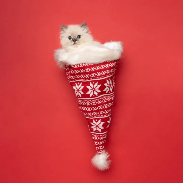 Een Kleine Pluizige Ragdoll Kitten Een Kerstman Helper Hoed Kostuum Stockafbeelding