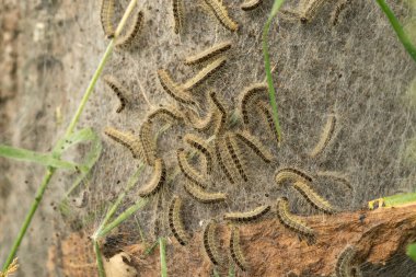 Meşe ağacında geçit töreninde bir meşe ağacı tırtıl yuvası ve ağ.