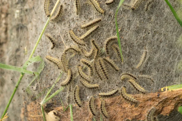 Meşe ağacında geçit töreninde bir meşe ağacı tırtıl yuvası ve ağ.