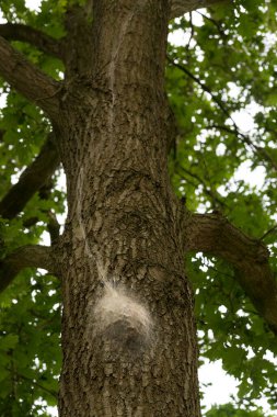 Tırtıl güvesi yuvası bir meşe ağacına tırmanıyor. Uzun tüyleri çok görünür.