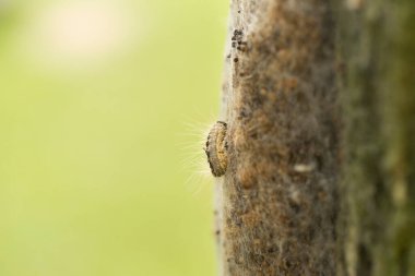 Güvelerin tırtıl larvaları uzun tüyleri güneş ışığında çok görünür. Bu saçlar tehlikeli değil. Tehlikeli kıllar görünmez.