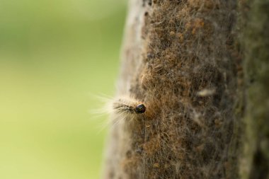 Güvelerin tırtıl larvaları uzun tüyleri güneş ışığında çok görünür. Bu saçlar tehlikeli değil. Tehlikeli kıllar görünmez.