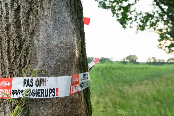 Hollanda Bir Ağaçtaki Meşe Alayı Tırtılları Için Bir Uyarı Işareti — Stok fotoğraf