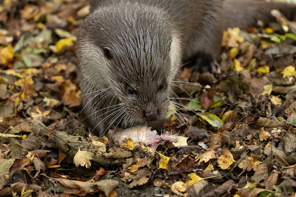 Een Close Van Een Europese Otter Lutra Lutra Een Bos — Stockfoto