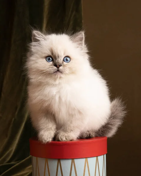 Gato Ragdoll Pequeno Retrato Bonito Gatinho Cenário Natal Com Presentes — Fotografia de Stock