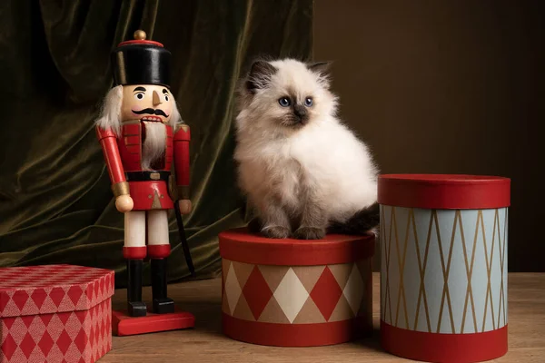 Bir Ragdoll kedisi, küçük şirin bir kedi portresi, Noel ortamında hediyeler ve fındıkkıran