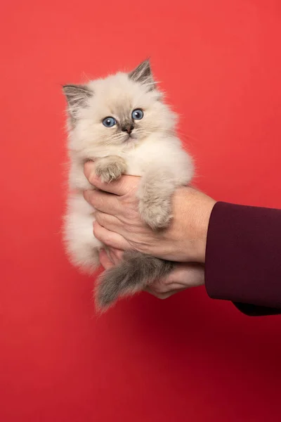 Μια Γάτα Ragdoll Μικρό Χαριτωμένο Γατάκι Που Πραγματοποιήθηκε Στα Χέρια — Φωτογραφία Αρχείου