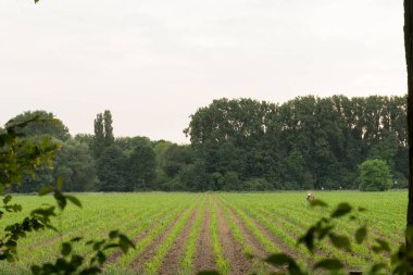 Otlu ve ağaçlı bir mısır tarlası, düzgünce dizilmiş mısır bitkileri.