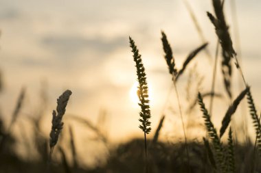 A macro photo of a single blooming grass spikelet on the blurred light brown background