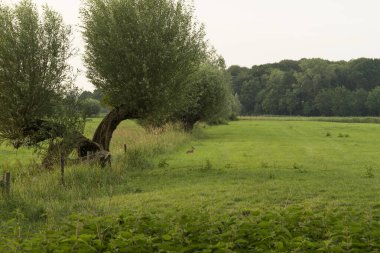 A Field with pollard willows and a Brown hare lepus europaeus
