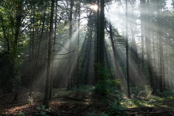 Hermosa Escena Misty Old Forest Con Rayos Sol Sombras Niebla —  Fotos de Stock