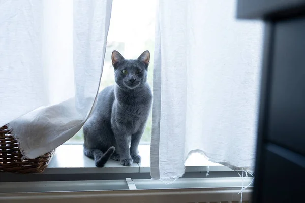 Cerca Lindo Divertido Gris Ruso Azul Gato Mirando Hacia Arriba —  Fotos de Stock