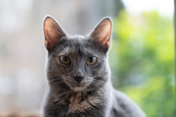 Close Cute Funny Grey Turtle Russian Blue Cat Looking Front — Stockfoto