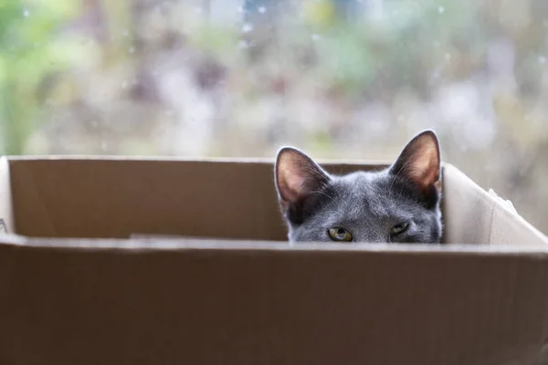 Grey Cat Cardboard Box Looking Edge — 스톡 사진