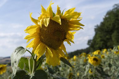 A Yellow sunflower close up with blue sky in a field of sunflowers