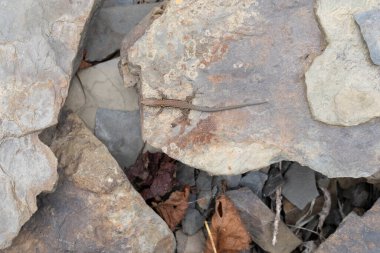 The  viviparous lizard, Zootoca vivipara - formerly Lacerta vivipara - Eurasian reptile resting on rocks in Agrtal Germany