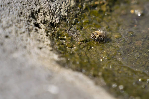 Thisty Honeybee Drinking Water Stone Bowl Mini Pond — Fotografia de Stock