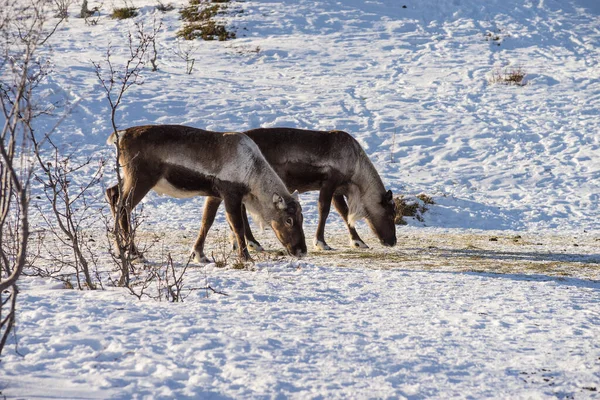 Group Reindeer Natural Environment Eating Snow Scandinavia — Stock Photo, Image
