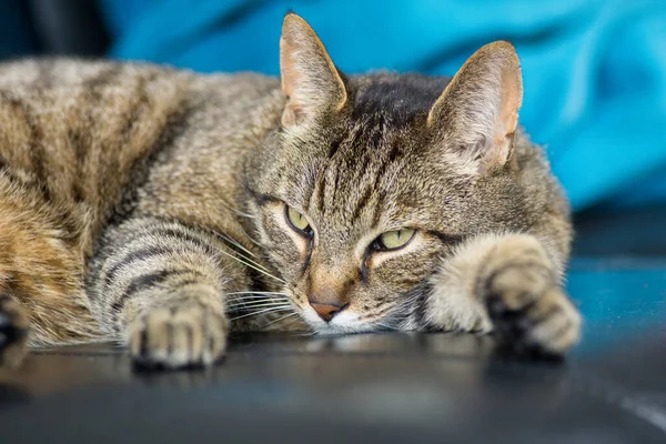 ソファの上で寝てるグレーのタビー猫 — ストック写真