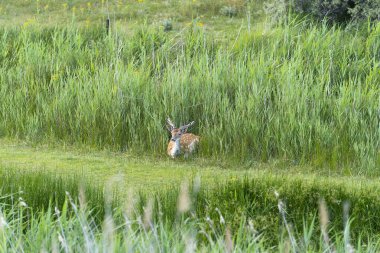 Beyaz kuyruklu bir erkek geyik ya da otlakta dinlenen bir geyik.