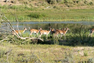 Bir grup dişi Fawn Whitetail Ekseni geyiği ya da Chital su dolu bir tarlada bunu yapar.