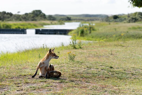 小红狐 最大的狐狸 坐在阿姆斯特丹附近的沙丘地区抓着脖子和耳朵 — 图库照片
