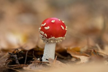 Fotokopi odası olan güzel, taze Amanda Muscaria sineği ya da amanita olarak bilinen ormanda sonbahar ışığı altında.