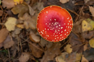 Ormanda sonbahar ışığı altında fotokopi odası olan güzel, geniş ve açık bir manita muscaria. Yukarıdan görülen sinek agariği veya amanita olarak bilinir.