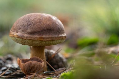 Bir Suillellus luridus (eski adıyla Boletus luridus), yaygın olarak ot ve ananasla yakın çekim yapan ürkünç bolete olarak bilinir.