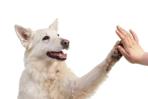 Retrato Cão Pastor Suíço Branco Voltado Para Câmera Isolada Fundo — Fotografia de Stock