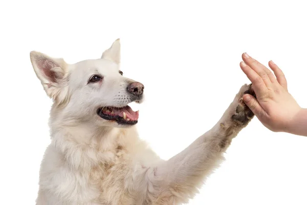 Retrato Perro Pastor Suizo Blanco Frente Cámara Aislado Sobre Fondo Fotos De Stock Sin Royalties Gratis