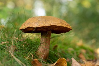 Bir Suillellus luridus (eski adıyla Boletus luridus), yaygın olarak ot ve ananasla yakın çekim yapan ürkünç bolete olarak bilinir.