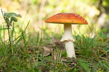 Fotokopi odası olan güzel, geniş ve açık bir amanita muscaria. Ormanda sonbahar ışığı altında. 