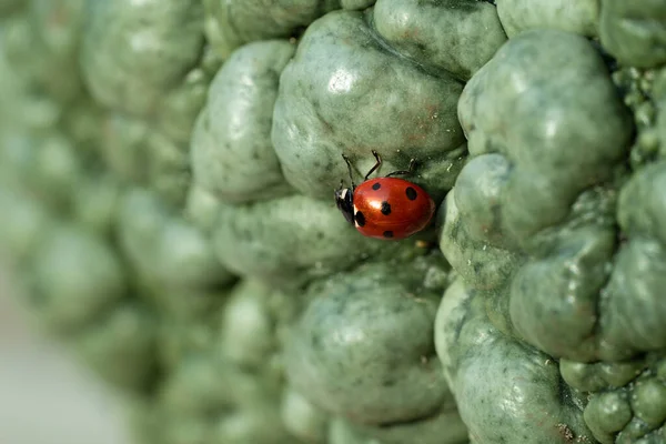 Pequeno Inseto Joaninha Vermelha Superfície Uma Abóbora Verde Azul Fechar — Fotografia de Stock