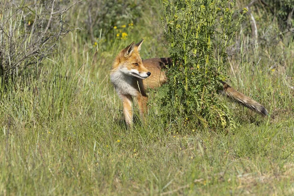 Junger Rotfuchs Der Größte Der Echten Füchse Steht Hinter Einem — Stockfoto