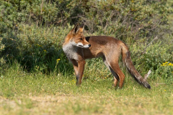 Joven Red Fox Más Grande Los Verdaderos Zorros Pie Mirando — Foto de Stock