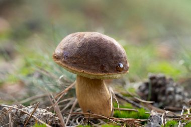 Bir Suillellus luridus (eski adıyla Boletus luridus), yaygın olarak ot ve ananasla yakın çekim yapan ürkünç bolete olarak bilinir.