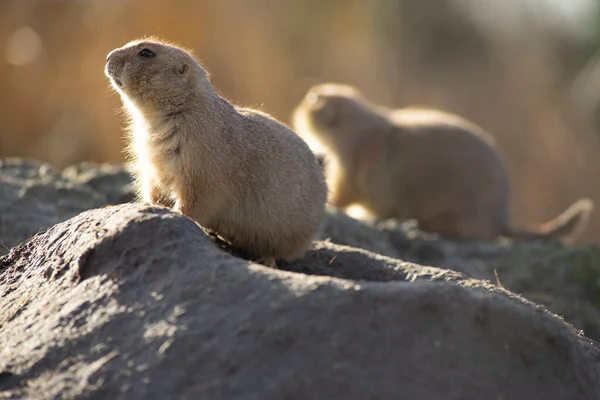 The black-tailed prairie dog,  Cynomys ludovicianus, lives in colonies on the American prairies