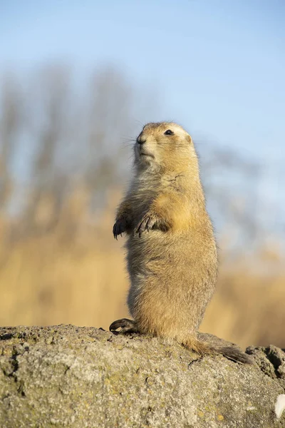 The black-tailed prairie dog,  Cynomys ludovicianus, lives in colonies on the American prairies